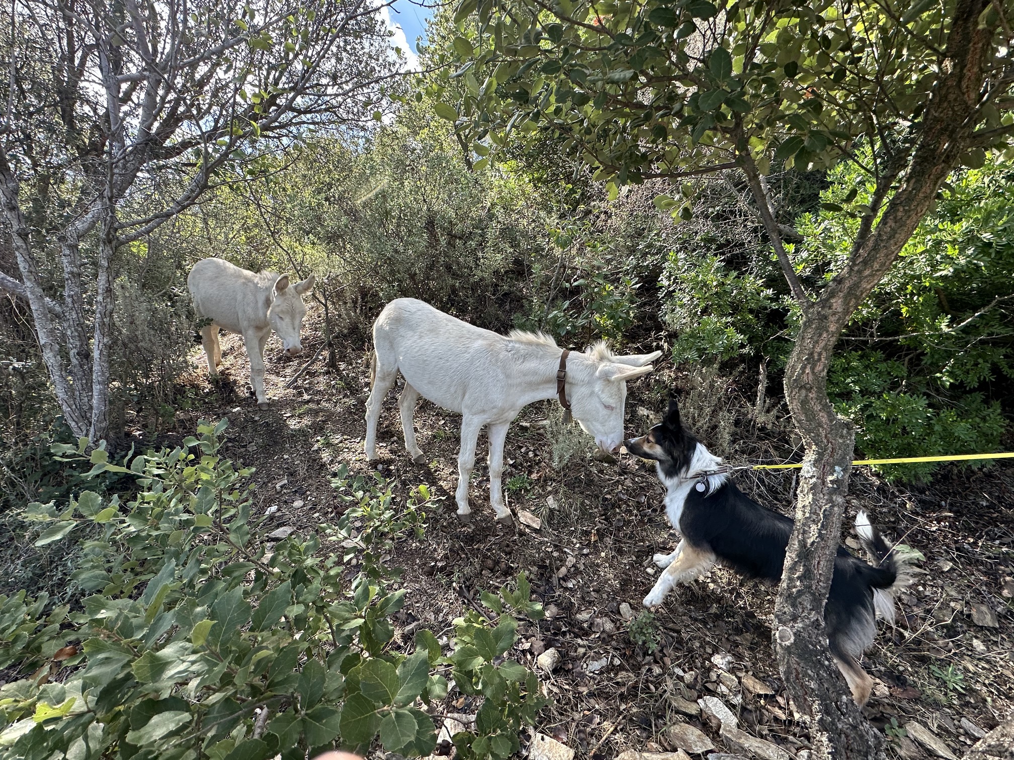 Sur le tapis du vent