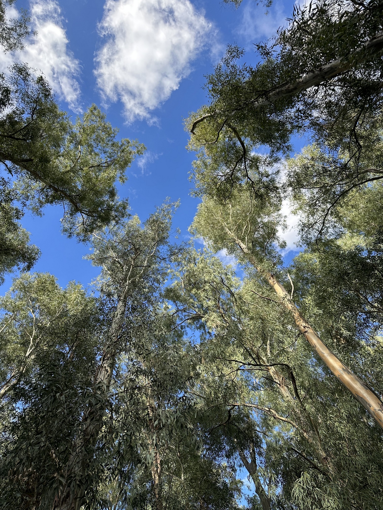 Sur le tapis du vent