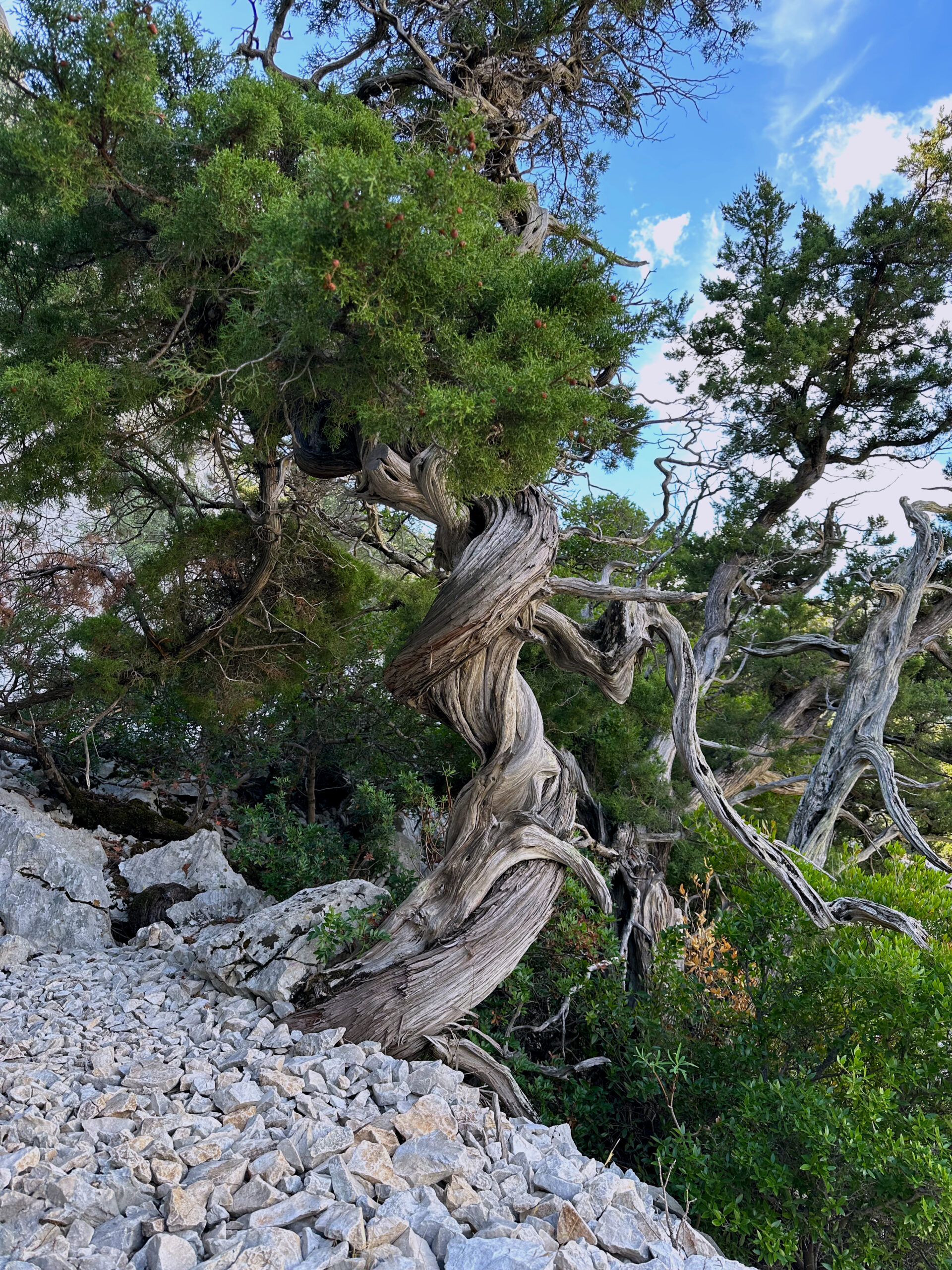 Sur le tapis du vent