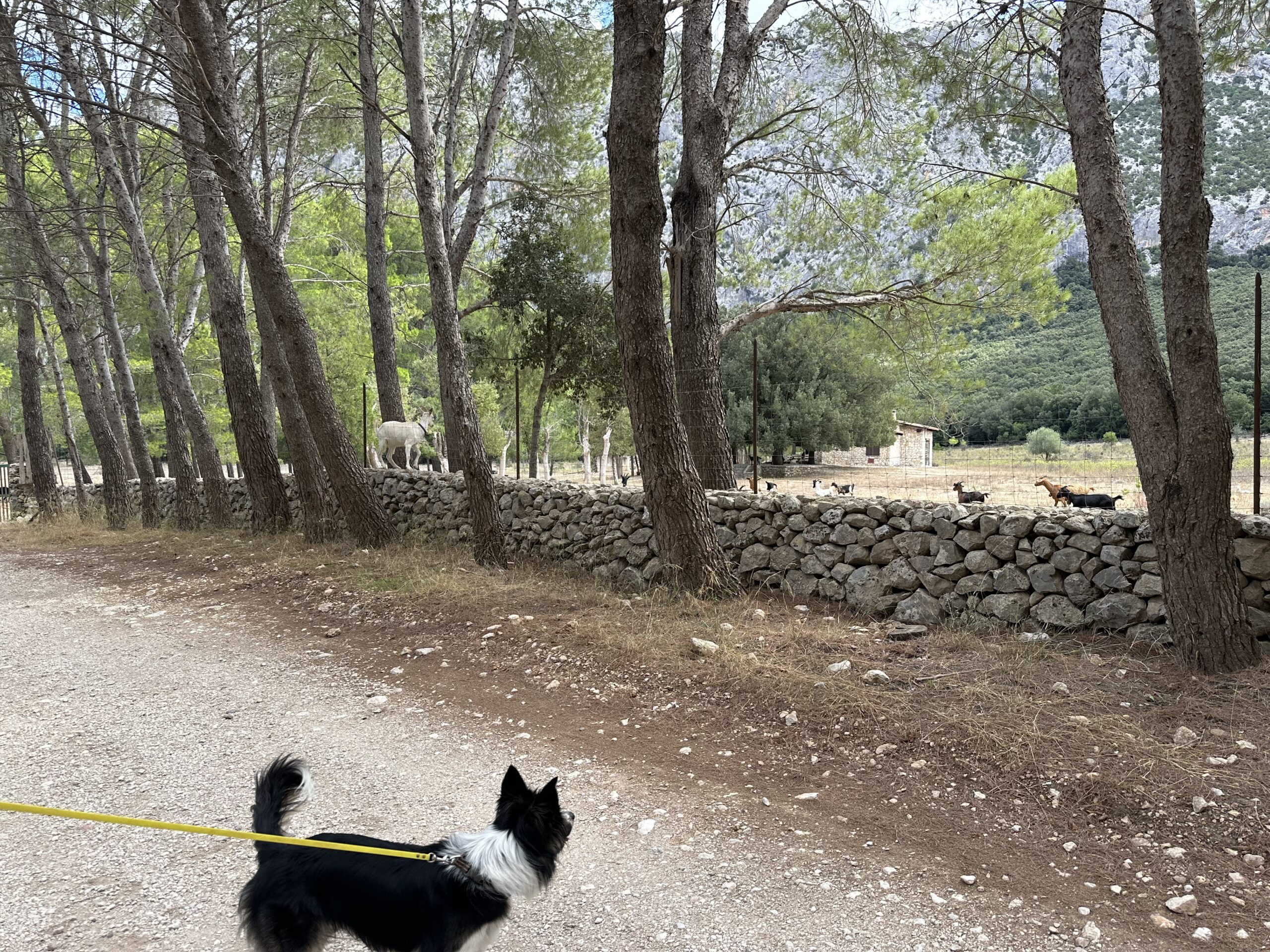 Sur le tapis du vent