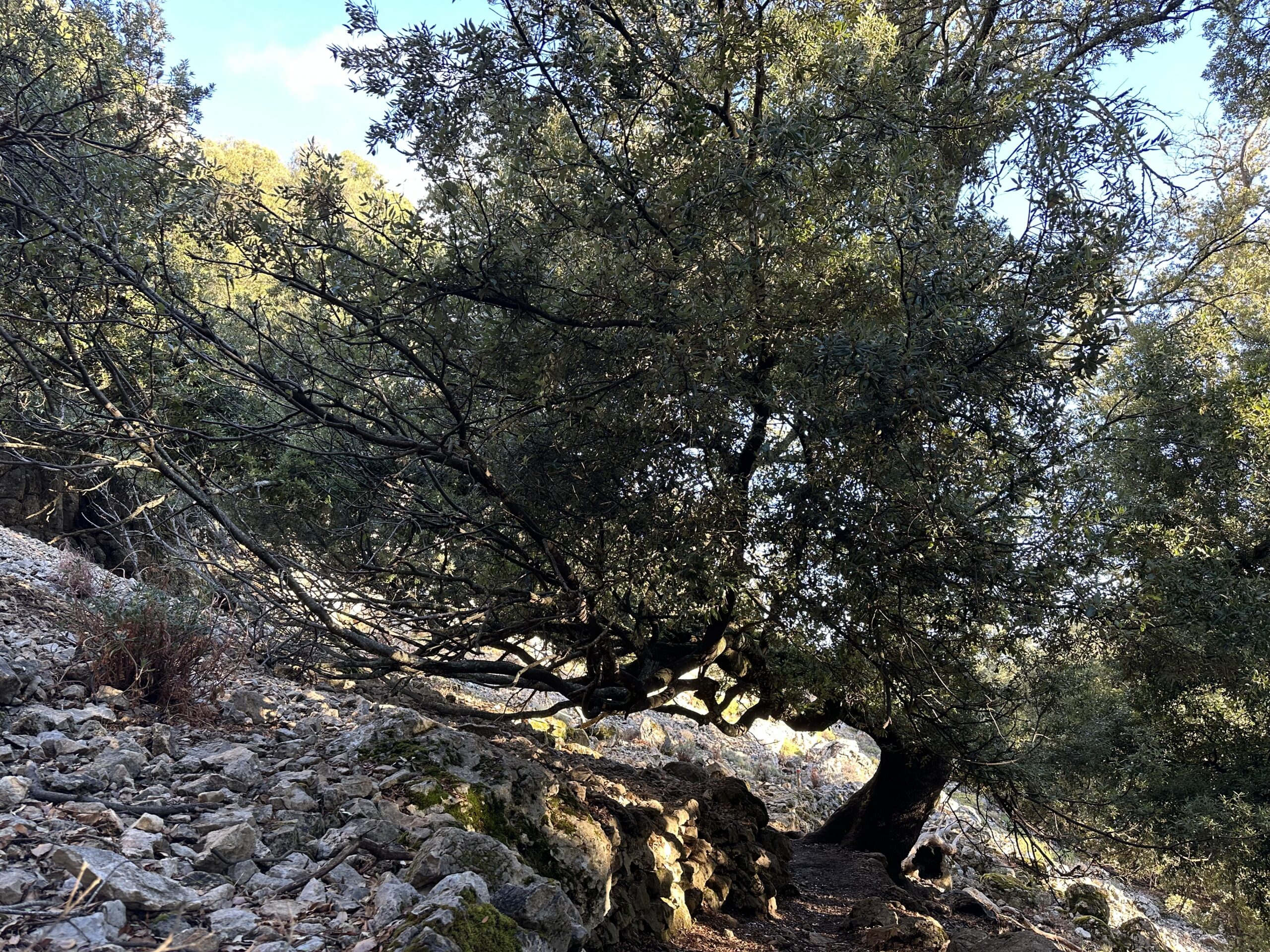 Sur le tapis du vent