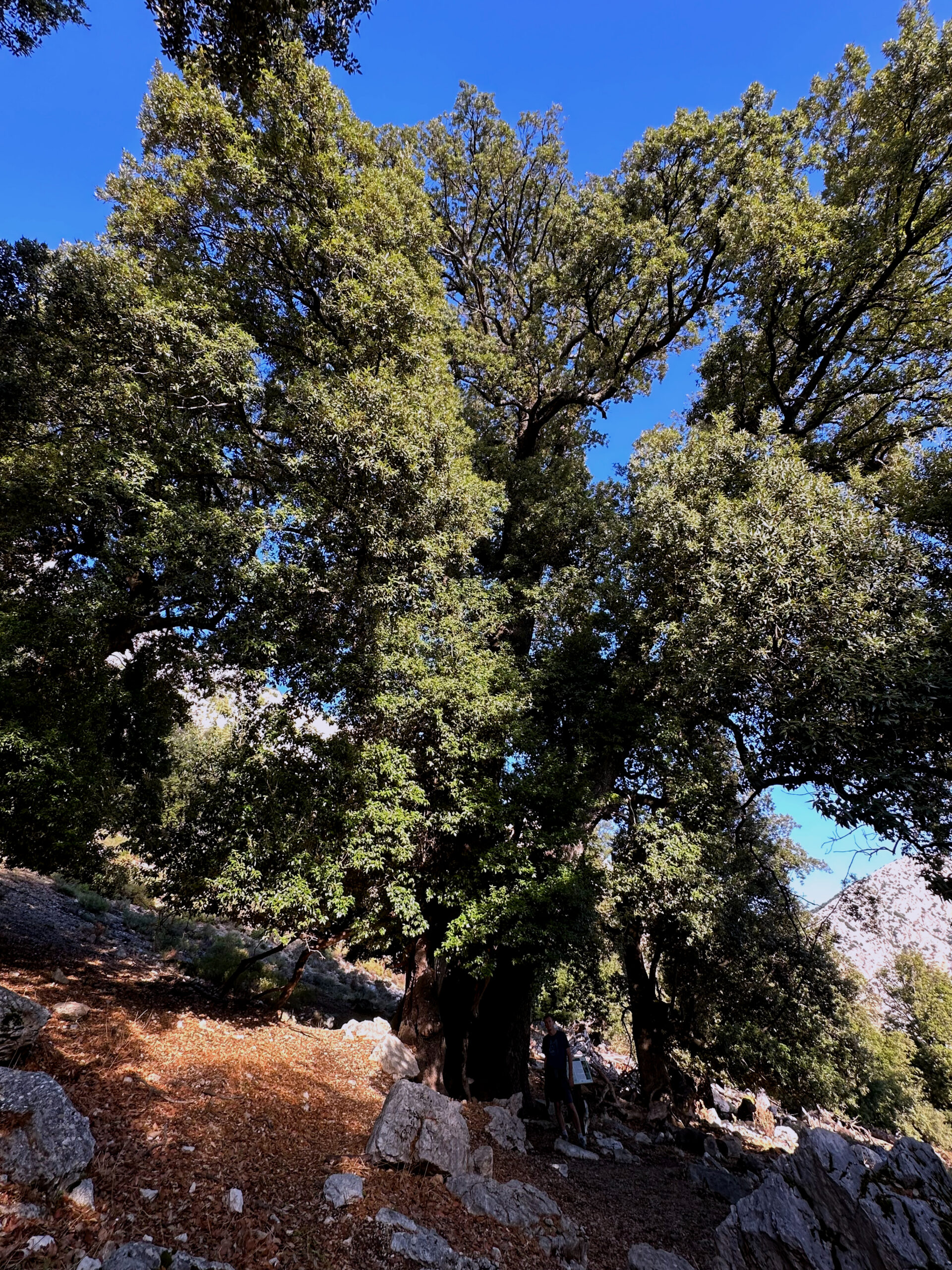 Sur le tapis du vent