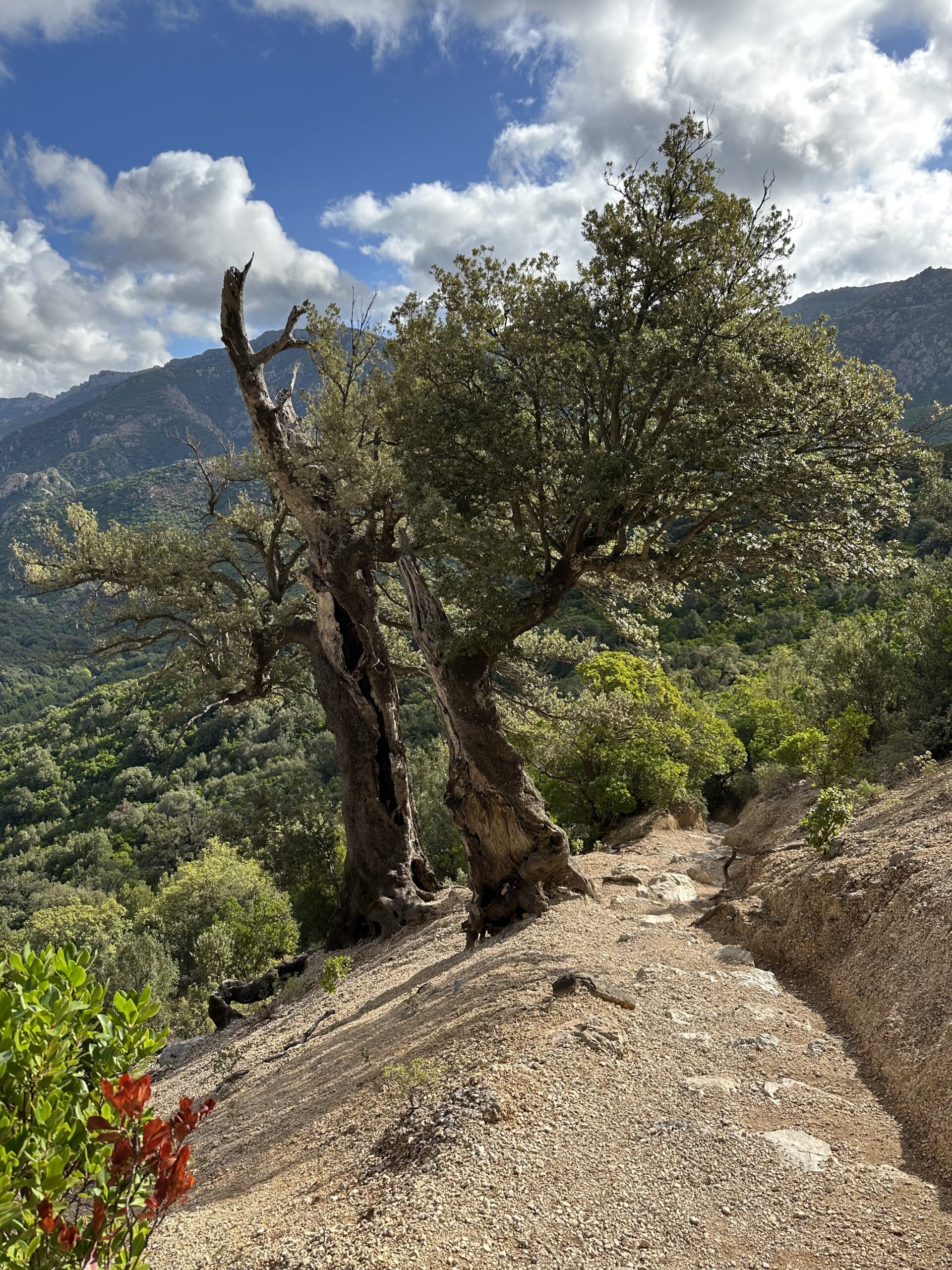 Sur le tapis du vent