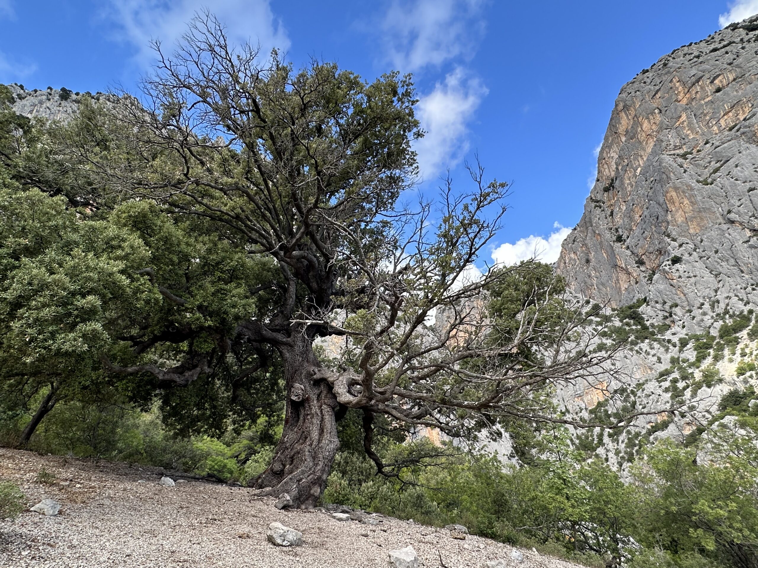 Sur le tapis du vent