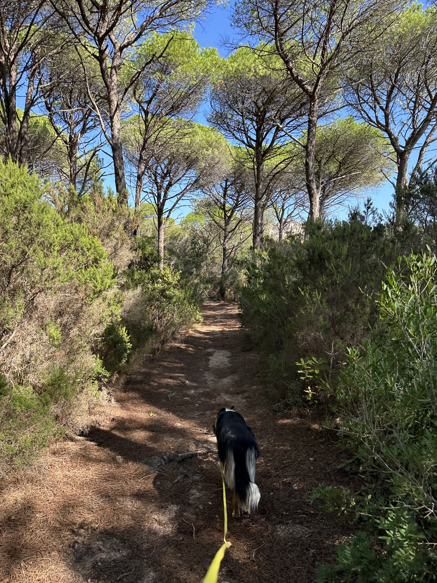 Sur le tapis du vent
